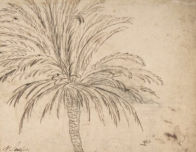 Studie einer Palme, ca. 1635-40 von Nicolas Poussin